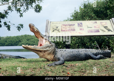 American Alligator, Everglades National Park, Florida, USA/(Alligator mississippiensis) | Mississippi-Alligator, Everglades Nationalpark, Florida Stockfoto