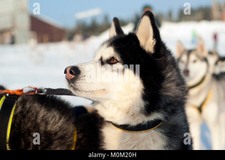 Kopf einer Sibirischen husky Rasse Hund closeup auf einen unscharfen Hintergrund Stockfoto