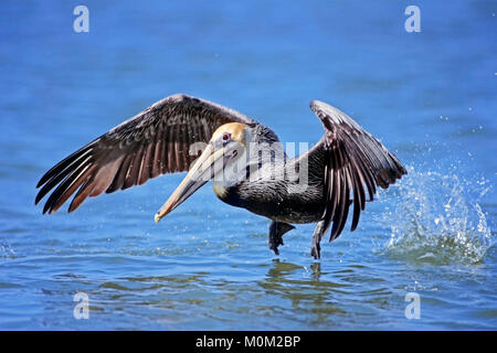 Brauner Pelikan, Sanibel Island, Florida, USA/(Pelecanus occidentalis) | Braunpelikan, Sanibel Island, Florida, USA/(Pelecanus occidentalis) Stockfoto