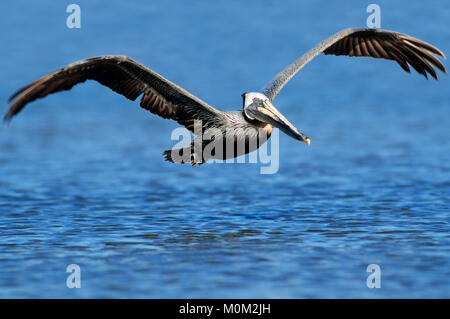 Brauner Pelikan, Sanibel Island, Florida, USA/(Pelecanus occidentalis) | Braunpelikan, Sanibel Island, Florida, USA/(Pelecanus occidentalis) Stockfoto