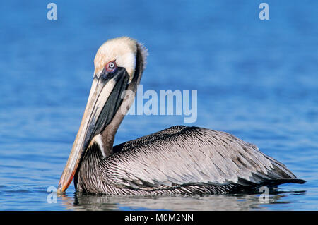 Brauner Pelikan, Sanibel Island, Florida, USA/(Pelecanus occidentalis) | Braunpelikan, Sanibel Island, Florida, USA/(Pelecanus occidentalis) Stockfoto