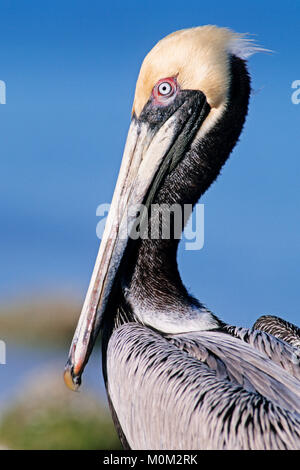 Brauner Pelikan, Sanibel Island, Florida, USA/(Pelecanus occidentalis) | Braunpelikan, Sanibel Island, Florida, USA/(Pelecanus occidentalis) Stockfoto