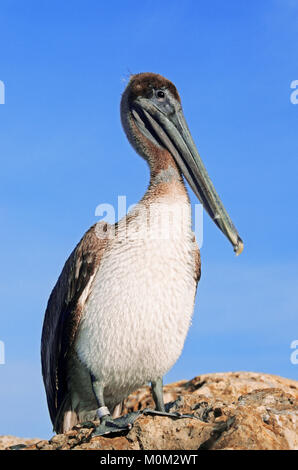 Brauner Pelikan, unreif, Sanibel Island, Florida, USA/(Pelecanus occidentalis) | Braunpelikan, immatur, Sanibel Island, Florida, USA Stockfoto