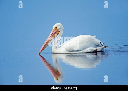 American White Pelican, weiblich, Sanibel Island, Florida, USA/(Pelecanus erythrorhynchos) | Nashornpelikan, weiblich, Sanibel Island, Florida, USA Stockfoto