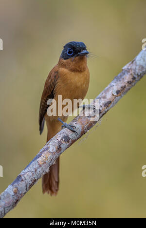 Madagaskar Paradies - Fliegenfänger - Terpsiphone mutata, Madagaskar. Schöne sitzenden Vogels mit extrem langen Schwanz lang Madagaskar Wälder, Sträucher Stockfoto