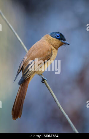 Madagaskar Paradies - Fliegenfänger - Terpsiphone mutata, Madagaskar. Schöne sitzenden Vogels mit extrem langen Schwanz lang Madagaskar Wälder, Sträucher Stockfoto