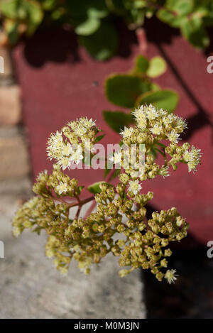 Sedum telephium Max. Stockfoto