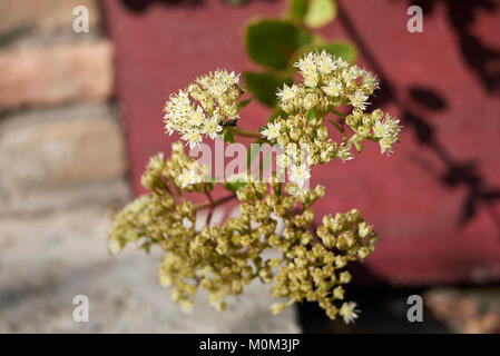 Sedum telephium Max. Stockfoto