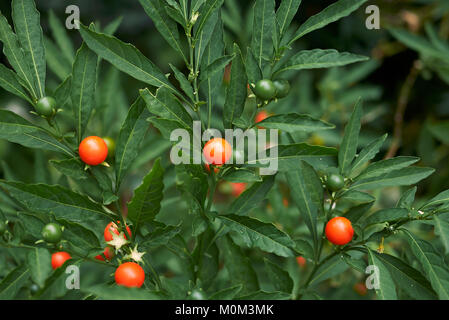 Solanum pseudocapsicum Stockfoto