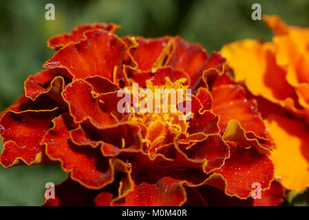 Tagetes Stockfoto