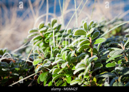 Frosty preiselbeere Zweige Stockfoto