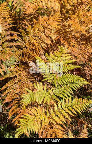 Farn Pflanze im Wald, gelblich gefärbt, im Herbst, Stockfoto