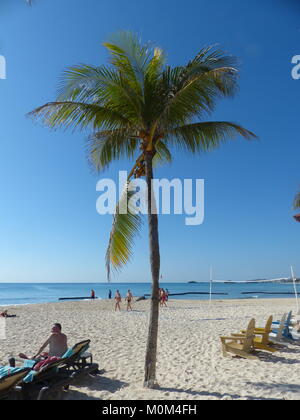 Mann unter Kokospalme (Cocos nucifera) mit karibischen Meer. Immer mehr Menschen kommen jedes Jahr durch herabfallende Kokosnüsse getötet als durch Haiattacken Stockfoto