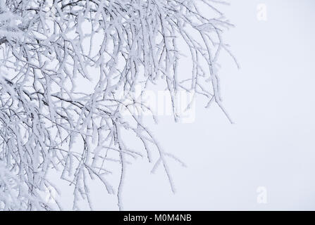 Frosty braches gegen weißen Himmel im Winter Tag in Finnland Stockfoto