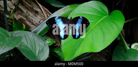 Lebendige Big blue butterfly Sitzen auf den Blättern Stockfoto