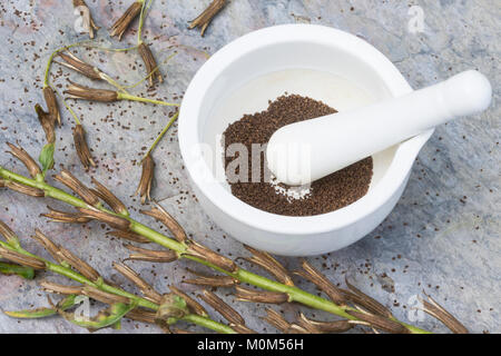 Gewöhnliche Nachtkerze, Zweijährige Nachtkerze, Samen, Nachtkerzensamen Nachtkerzen-Samen, zur Gewinnung von Nachtkerzenöl, in einem Mörser, Oenothera Stockfoto