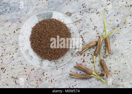 Gewöhnliche Nachtkerze, Zweijährige Nachtkerze, Samen, Nachtkerzensamen Nachtkerzen-Samen, zur Gewinnung von Nachtkerzenöl, Oenothera biennis, Gemeinsame Stockfoto