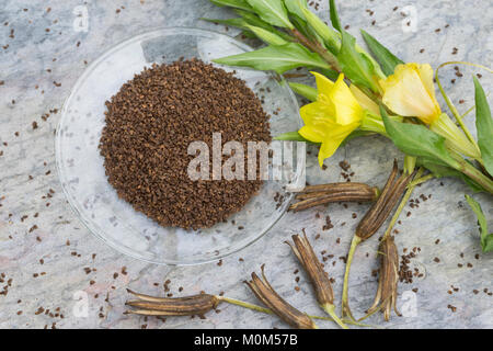 Gewöhnliche Nachtkerze, Zweijährige Nachtkerze, Samen, Nachtkerzensamen Nachtkerzen-Samen, zur Gewinnung von Nachtkerzenöl, Oenothera biennis, Gemeinsame Stockfoto