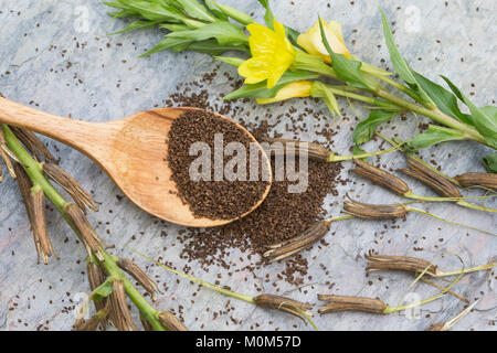 Gewöhnliche Nachtkerze, Zweijährige Nachtkerze, Samen, Nachtkerzensamen Nachtkerzen-Samen, zur Gewinnung von Nachtkerzenöl, Oenothera biennis, Gemeinsame Stockfoto