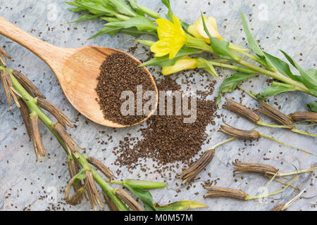 Gewöhnliche Nachtkerze, Zweijährige Nachtkerze, Samen, Nachtkerzensamen Nachtkerzen-Samen, zur Gewinnung von Nachtkerzenöl, Oenothera biennis, Gemeinsame Stockfoto