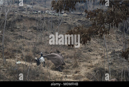 Srinagar, indische Kaschmir, Indien. 23 Jan, 2018. Ein Kaschmirischen Hirten versucht, seine unter Kontrolle Ziege am Rande Srinagar fangen. Credit: Sofi Suhail/Alamy leben Nachrichten Stockfoto