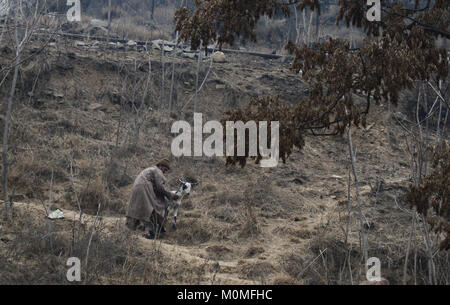 Srinagar, indische Kaschmir, Indien. 23 Jan, 2018. Ein Kaschmirischen Hirten versucht, seine unter Kontrolle Ziege am Rande Srinagar fangen. Credit: Sofi Suhail/Alamy leben Nachrichten Stockfoto