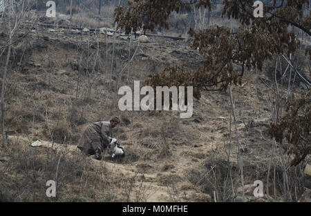 Srinagar, indische Kaschmir, Indien. 23 Jan, 2018. Ein Kaschmirischen Hirten versucht, seine unter Kontrolle Ziege am Rande Srinagar fangen. Credit: Sofi Suhail/Alamy leben Nachrichten Stockfoto