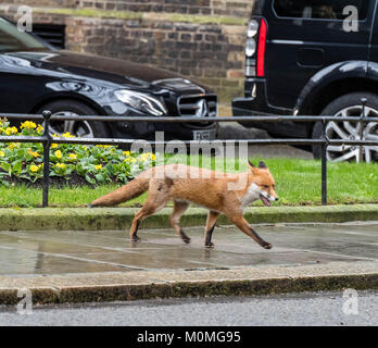 London, Großbritannien. 23. Januar, 2018. Ein Fuchs Wunder um Downing Street in einer Kabinettssitzung Quelle: Ian Davidson/Alamy leben Nachrichten Stockfoto