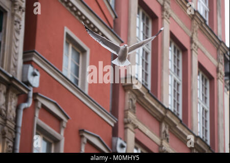 Danzig, Polen. 23 Jan, 2018. Eine Möwe fliegt um die Altstadt in Danzig. Credit: Omar Marques/SOPA/ZUMA Draht/Alamy leben Nachrichten Stockfoto