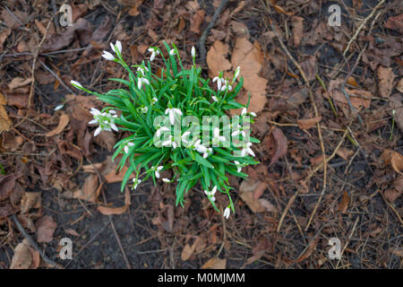 London, Großbritannien. 23 Jan, 2018. UK Wetter: Erste Anzeichen des Frühlings nach nassen Winter Credit: Velaren Grant/ZUMA Draht/Alamy leben Nachrichten Stockfoto