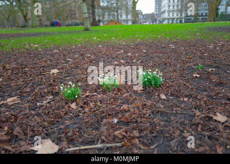 London, Großbritannien. 23 Jan, 2018. UK Wetter: Erste Anzeichen des Frühlings nach nassen Winter Credit: Velaren Grant/ZUMA Draht/Alamy leben Nachrichten Stockfoto