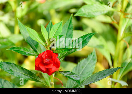 Nahaufnahme von Roten Garden balsam Blume Stockfoto