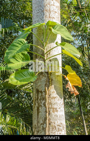 Foto von Golden Pothos Reben auf den Baum Stockfoto