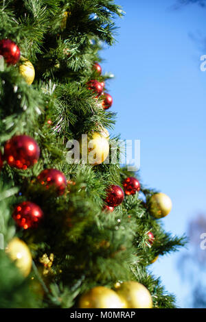 Goldene und rote Kugeln auf einem großen Weihnachtsbaum außerhalb an einem sonnigen Tag vor einem blauen Himmel. Stockfoto