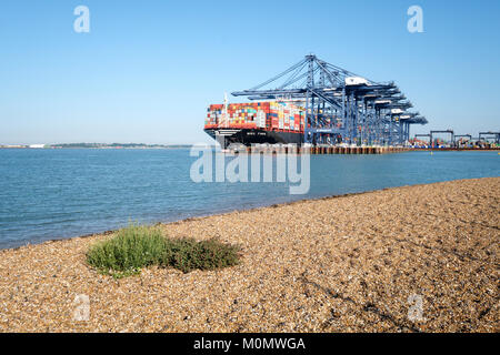 MSC (Mediterranean Shipping Company) Containerschiff MSC Tina in den Hafen von Felixstowe, England, UK entladen Stockfoto