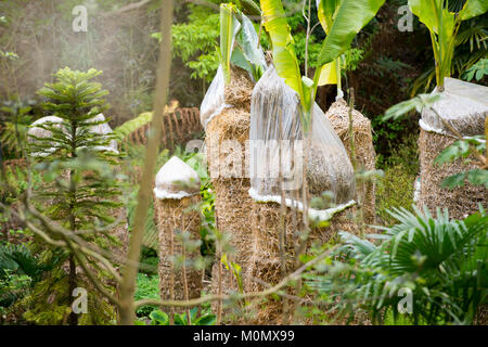 Bananen Palmen mit Kronen in Fleece und Stroh bedeckt von Winter Wetter zu schützen. Stockfoto