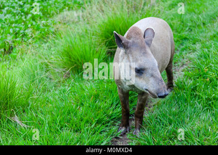 Nahaufnahme eines Südamerikanischen Tapire Wissenschaftlicher Name: Tapirus terrestris Lieferbar Stockfoto