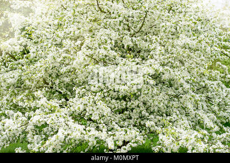 White Crab Apple Blossom - Malus Transitoria Feder weiß blumen Stockfoto