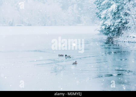 Winterlandschaft von Enten und ein halb zugefrorenen See. Stockfoto