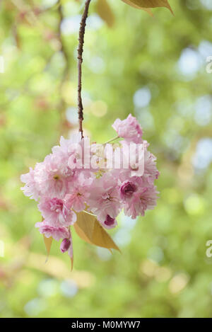 Nahaufnahme der schöne Frühling blühende 'Kanzan Prunus 'Pink Cherry Blossom Flowers Stockfoto