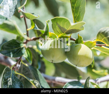 Persimone Früchte unter den grünen Blätter am Baum. Stockfoto