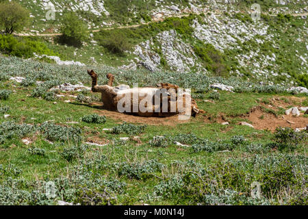 Asino Amiatino, Amiatino Esel grasen auf dem Monte Labbro Equus africanus asinus Stockfoto