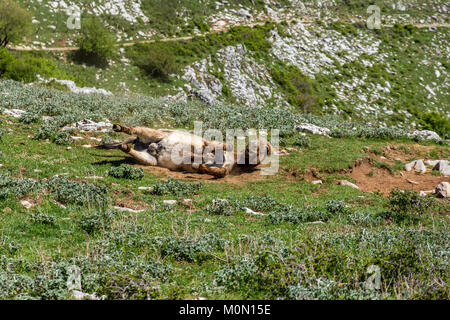 Asino Amiatino, Amiatino Esel grasen auf dem Monte Labbro Equus africanus asinus Stockfoto