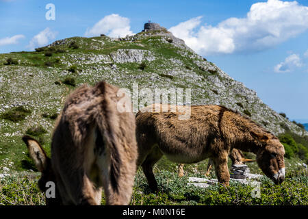 Asino Amiatino, Amiatino Esel grasen auf dem Monte Labbro Equus africanus asinus Stockfoto