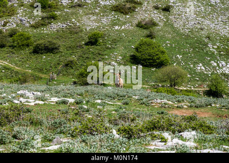 Asino Amiatino, Amiatino Esel grasen auf dem Monte Labbro Equus africanus asinus Stockfoto