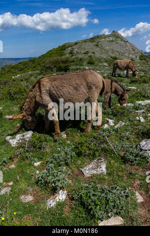 Asino Amiatino, Amiatino Esel grasen auf dem Monte Labbro Equus africanus asinus Stockfoto