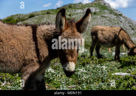 Asino Amiatino, Amiatino Esel grasen auf dem Monte Labbro Equus africanus asinus Stockfoto