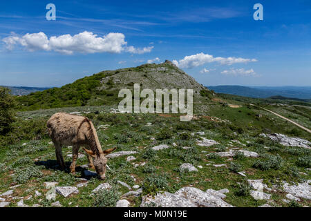 Asino Amiatino, Amiatino Esel grasen auf dem Monte Labbro Equus africanus asinus Stockfoto