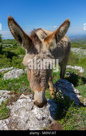 Asino Amiatino, Amiatino Esel grasen auf dem Monte Labbro Equus africanus asinus Stockfoto