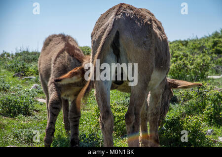 Asino Amiatino, Amiatino Esel grasen auf dem Monte Labbro Equus africanus asinus Stockfoto